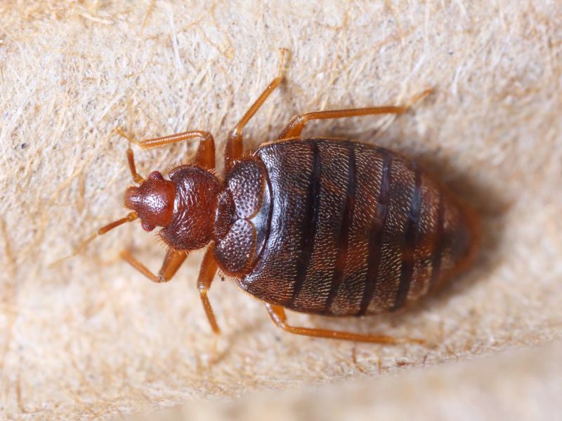 Bed Bug Dog
