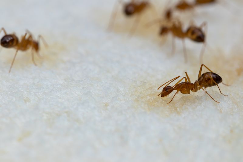 Ants Extermination Service in Katy, TX