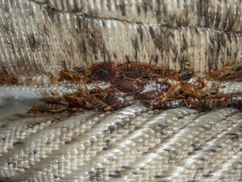 Bed Bug Control Solutions For Apartments And Multi-Unit Housing