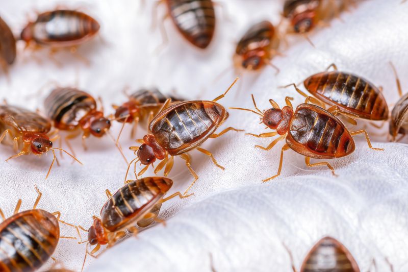 Early Signs Of A Bed Bug Infestation You Shouldn’t Ignore