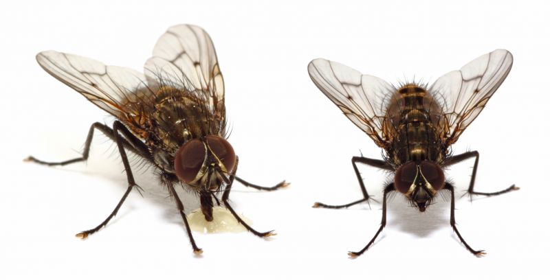 Fly Pest Control in Mckinney, TX