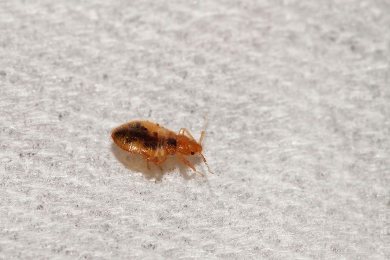 How Bed Bugs Spread