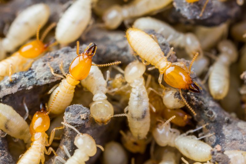 Termite Tenting in West Palm Beach, FL