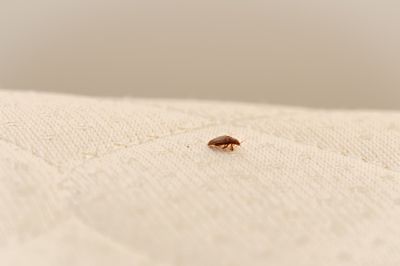 Bed Bug Detection Dog, Bed Bug Dog, New York