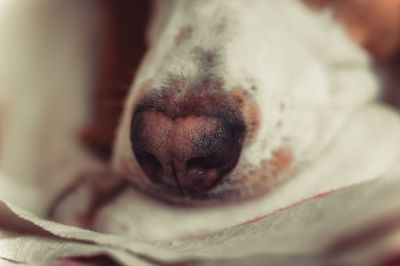 Bed Bug Detection Dog Services In Texas