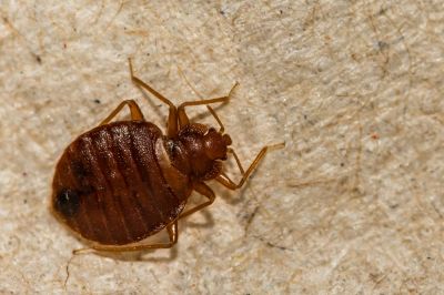 Bed Bug Detection Dog Services In Connecticut
