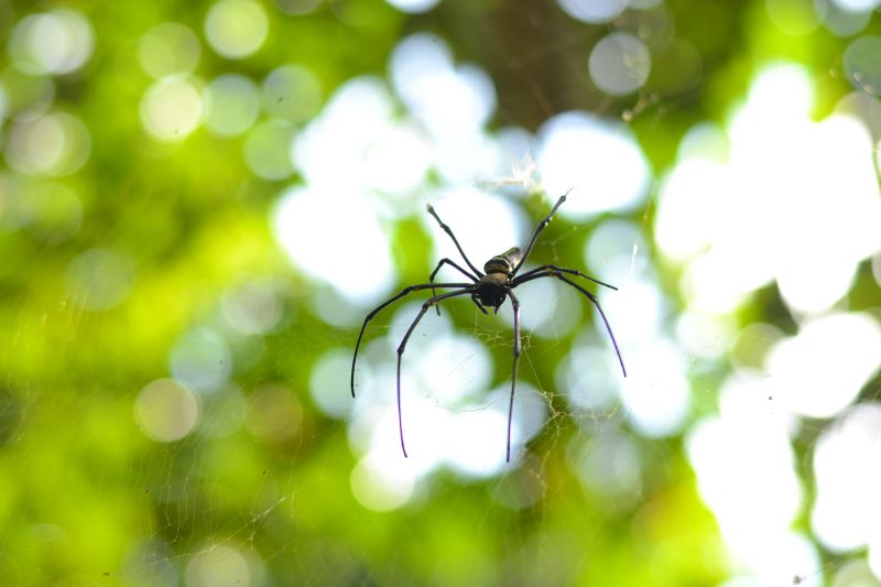 Common Spiders Extermination in Frisco, TX
